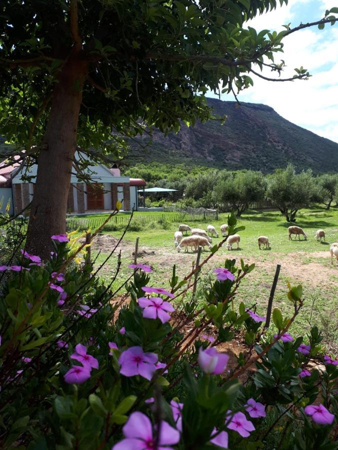 Baviaanskloof Landhuis Studtis Extérieur photo